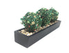 Triple TOPIARY in black oblong planter 12th scale
