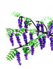 Extra pack of wisteria leaves