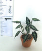 24th scale ELEPHANT'S EARS flower kit