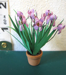 24TH Pink-purple IRIS Flower Kit