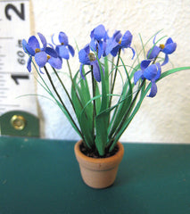 24th PURPLE IRIS Flower kit
