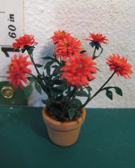 24th  RED DAHLIA KIT 'semi cactus'  