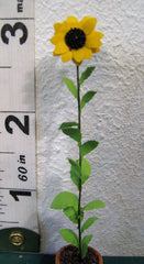 24th Sunflower Flower Kit