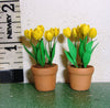 24TH YELLOW Tulips flower kit