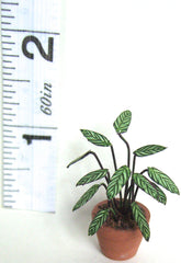 24th CALATHEA Flower Kit