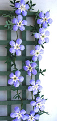 CLEMATIS 'Arabella' Dolls House Flower Kit 12th
