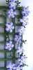 CLEMATIS 'Arabella' Dolls House Flower Kit 12th