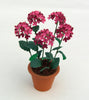 HYDRANGEA blue/red/pink FLOWER KIT 12th scale