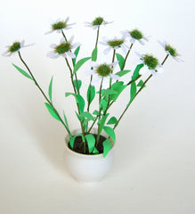 ECHINACEA [White] Flower Kit 12th