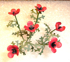 POPPIES [Field poppies] FLOWER KIT12th
