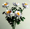 FLOWER KIT White Rose of York Standard rose
