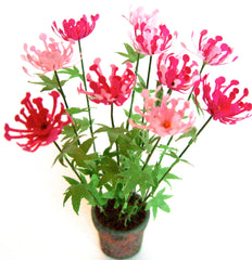 CLEOME  flower kit 12th scale