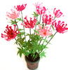 CLEOME  flower kit 12th scale