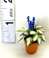 TINY HOSTA 12th or 24th scale