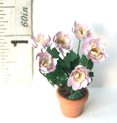 24th PEONY FLOWER KIT 'Cora Stubbs'