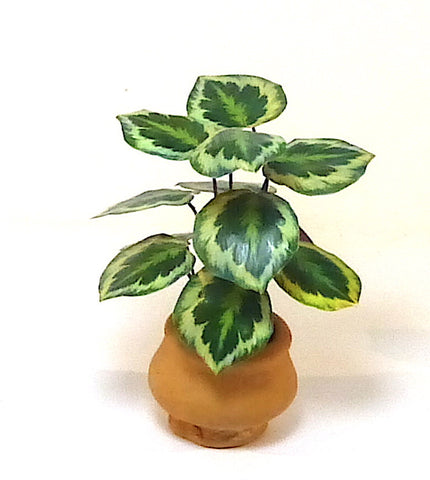 Ladies Mile Miniatures FLOWER KIT Calathea Medallion Dolls House Miniature 12th scale