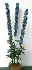 DELPHINIUM [Blue] Flower Kit 12th