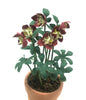 Flower KIT 12 Red HELLEBORES 12th Scale