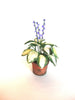 Flower KIT Large HOSTA Miniature 12th scale