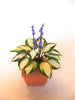 LARGE HOSTA in SQUARE planter  1:12 Dolls House Plant