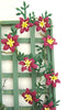 CLEMATIS 'Niobe' Dolls House Flowers Kit 12th