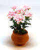 6 PINK/YELLOW CHRYSANTHEMUM  handmade plant 12th scale dolls house flowers