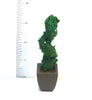 Twisted Topiary TREE in Brown Planter 12th scale