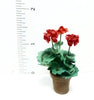 Flower Kit GERANIUMS Red/Pink 12th scale