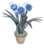 AGAPANTHUS [Blue] Flower Kit 12th