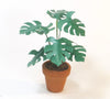 SMALL CHEESE PLANT in terracotta pot 12th