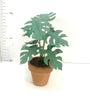 SMALL CHEESE PLANT in terracotta pot 12th