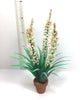 FLOWERING YUCCA Flowering Plant 12TH