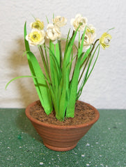 NARCISSIS 'PAPER WHITES' FLOWER KIT