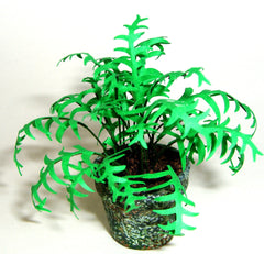Delicate FERN in mossy pot 1:12