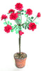 FLOWER KIT Standard Pink Heritage Rose  'Maiden's Blush' 12th