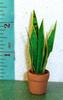 MOTHER-IN-LAWS TONGUES Foliage Plant 1:12