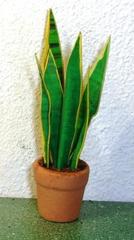 MOTHER-IN-LAWS TONGUES Foliage Plant 1:12