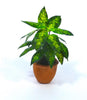 NEW Flower Kit DUMB CANE Plant Dolls House Miniature 12th scale