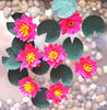 WATER LILIES [pink] Flower Kit 12th