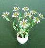 ECHINACEA [White] Flower Kit 12th