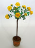 FLOWER KIT Standard Yellow heritage Rose12th scale